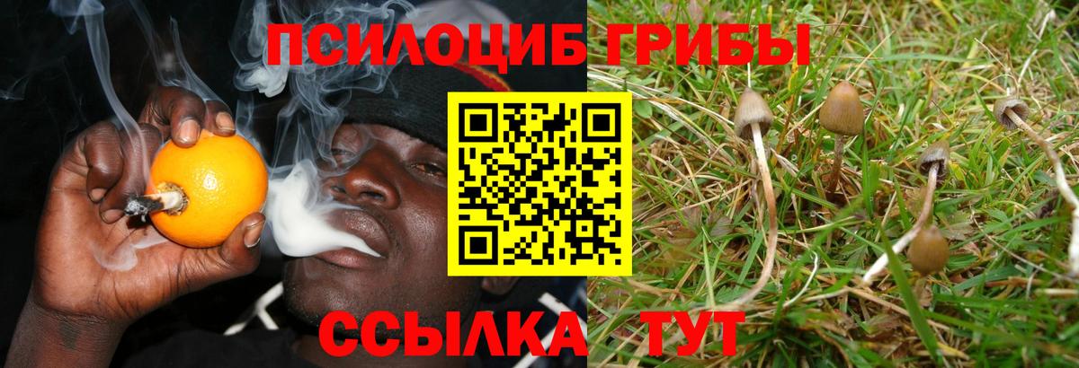 купить наркоту  Галлюциногенные грибы Psilocybe  Канаш  Вход с VPN  Галлюциногенные грибы Psilocybe 